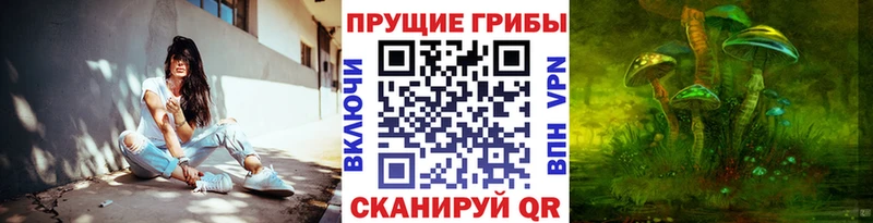 где купить наркоту  Шарья  Псилоцибиновые грибы Psilocybine cubensis 
